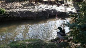 Ducks at pond in rural France